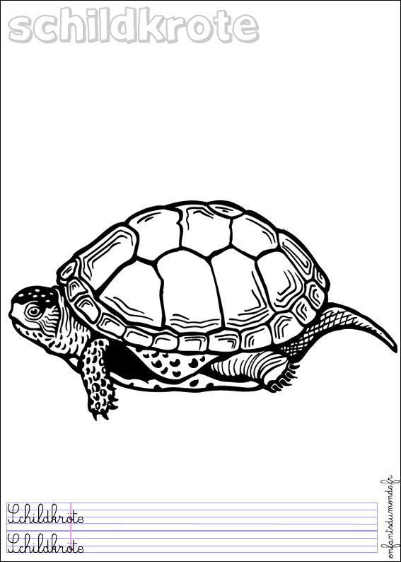 coloriage tortue 3